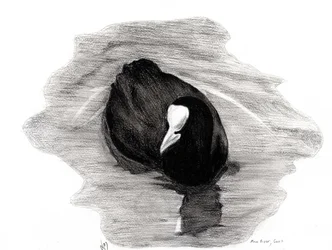Blässhuhn von London, 2013